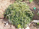 Rhododendron occidentale - University of Copenhagen Botanical Garden - DSC07565.JPG