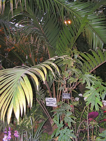 File:Rhopalostylis baueri20140104 048.jpg