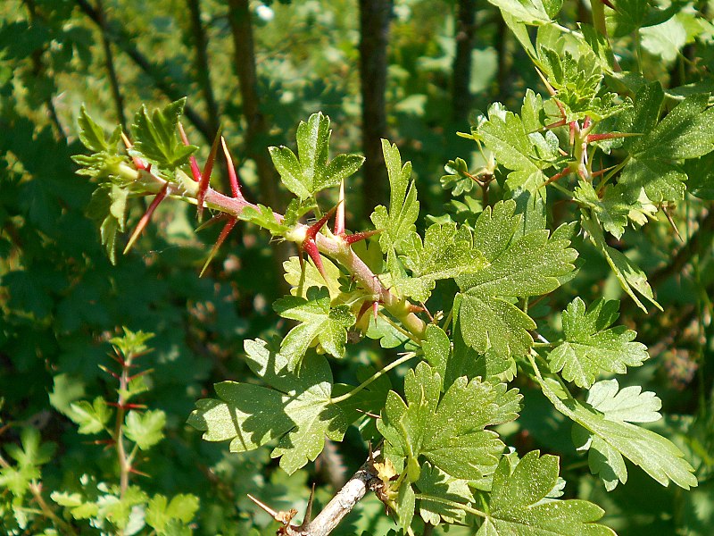 File:Ribes leptanthum 2017-05-23 0793.jpg