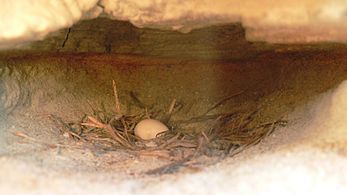 Het nest aan het einde van de tunnel