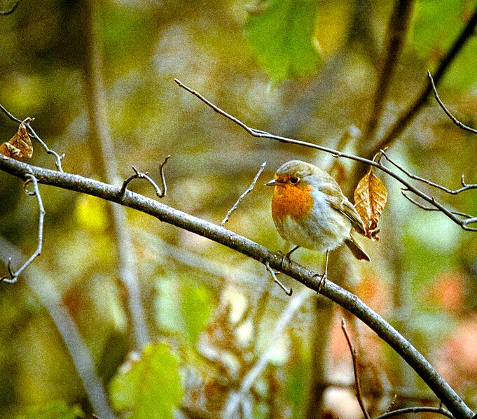 File:Robin (23091609945).jpg