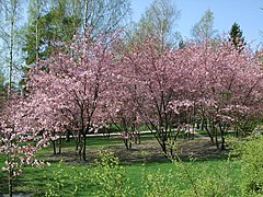 Roihuvuoren japanilaistyylinen puutarha