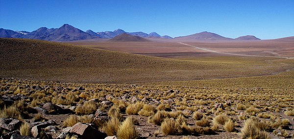 Для анд характерно. Пампасы Южной Америки. Пампасы Аргентины. Пампасы Бразилии. Степи пампа Южной Америки.