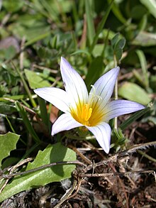 Romulea bulbocodium 1.jpg