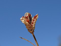 R. rosea fruit