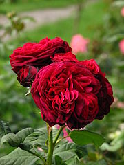 'Gräfin von Hardenberg', Hamilton - Most Fragrant Rose 2010