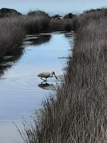 Royal Spoonbill makan di Pauatahanui satwa liar reserve.jpg