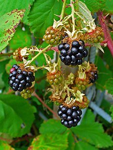 Rubus fruticosus Fruit