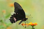 Miniatura para Papilio anchisiades