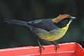 Yanachocha Reserve - Ecuador