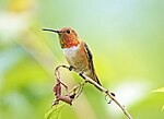 Thumbnail for File:Rufous Hummingbird, male 04.jpg