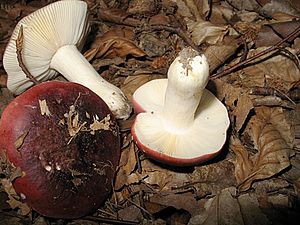 The purple-black blubber (Russula atropurpurea) is the type of subsection