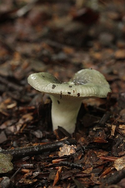 File:Russula sp. (36347028672).jpg