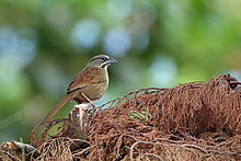 Rusty Sparrow, El Triunfo, Mexiko (16583752214) .jpg