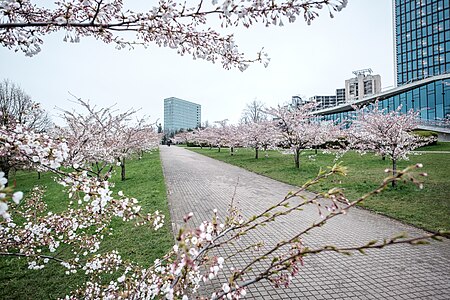 Tập tin:Sakuras in Vilnius (2016 spring).jpg