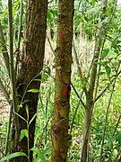 Salix triandra bark.JPG