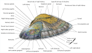 Миниатюра для Файл:Saltwater Limpet Diagram-en.svg