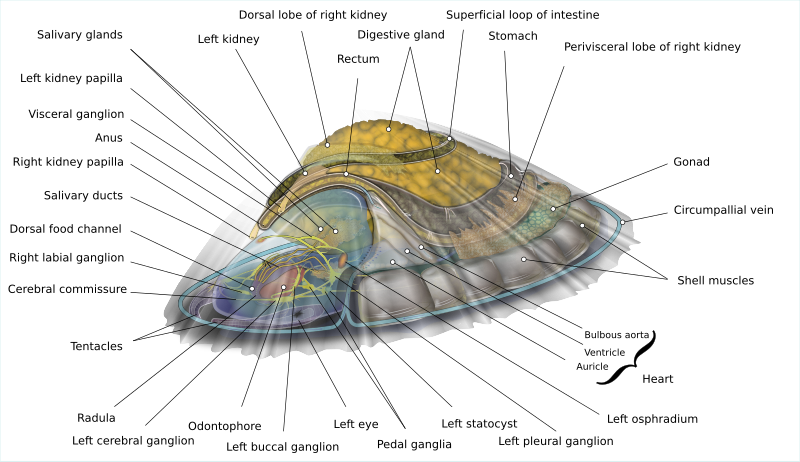 File:Saltwater Limpet Diagram-en.svg