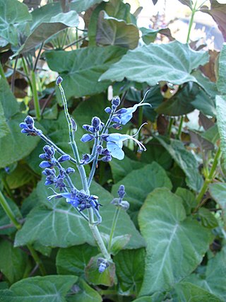 <i>Salvia macrophylla</i> Species of shrub