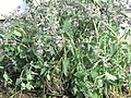 Miniatuur voor Bestand:Salvia verticillata 15-p.bot-salvi.verti-4.jpg