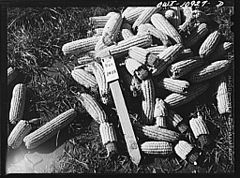 Sample hybrid corn exhibited at the side of a road