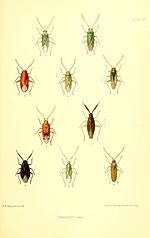 Thumbnail for Heterotoma merioptera