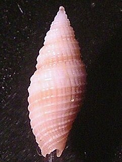 <i>Scabricola</i> Genus of gastropods