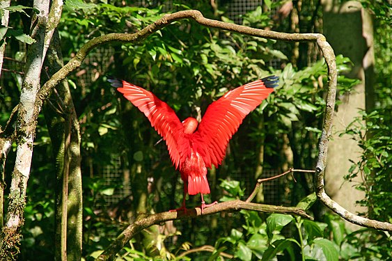 Scarlet Ibis (Eudocimus ruber) in Iguazu National Park (Argentina)