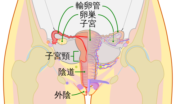 File:Scheme female reproductive system-zh yue.svg