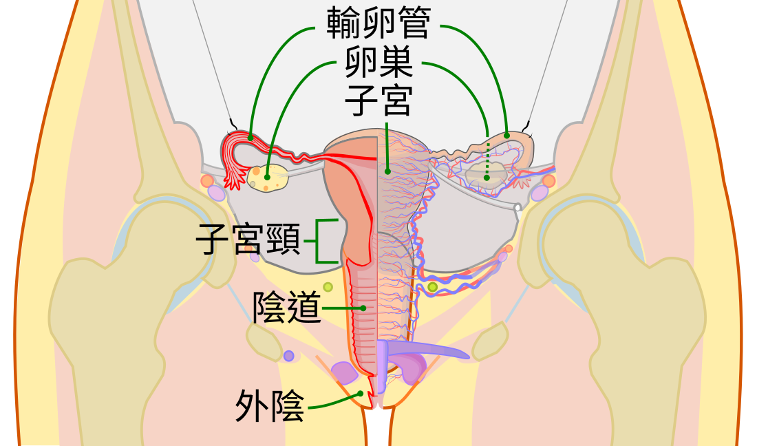 子宮頸