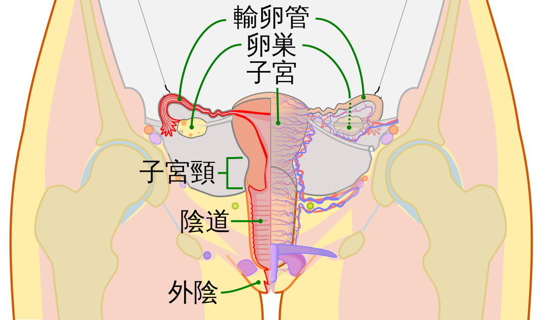 生殖系统