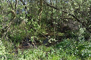 Schleswig-Holstein, Heide, Ostroher-Süderholmer Moor NIK 0166.JPG