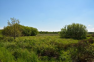 Schleswig-Holstein, Naturschutzgebiet Herrenmoor bei Kleve NIK 5755.JPG