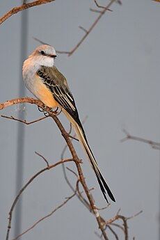 Scissor-tailed flycatcher aviary 3.25.18 DSC 0962.jpg