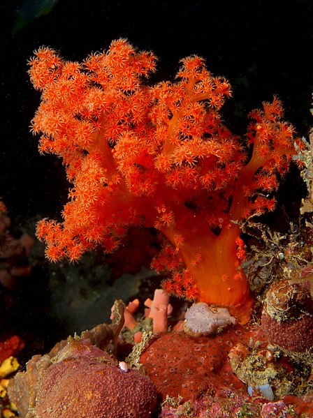 File:Scleronephthya sp. (Red soft coral with red polyps).jpg