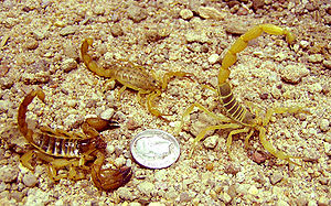 이라크의 전갈들. 왼쪽부터 Scorpio maurus, Mesobuthus eupeus, Odontobuthus doriae