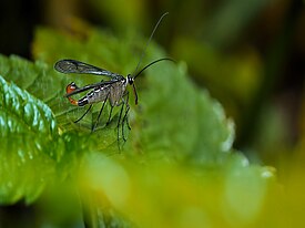 Scorpionfly mecopteran panorpa communis