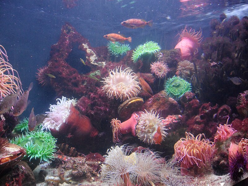 File:Sea anemones New England Aquarium.jpg