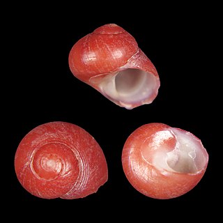 <i>Homalopoma nubisrubri</i> Species of gastropod