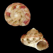 Seashell Solariella sanjuanensis Seashell Solariella sanjuanensis.jpg