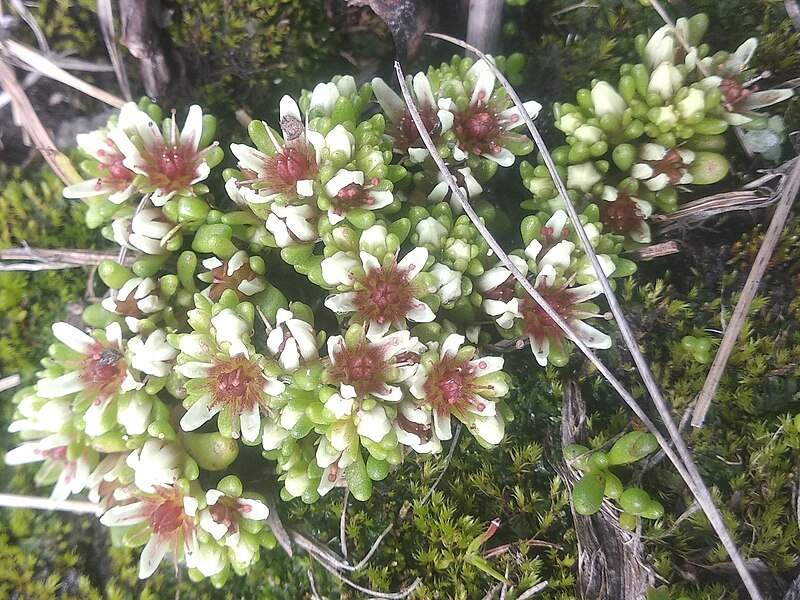 File:Sedum minimum.jpg