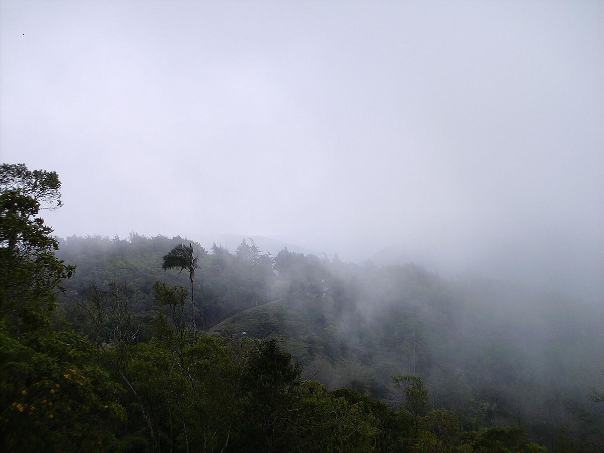 yungas en el norte argentino jujuy salta selva nubes