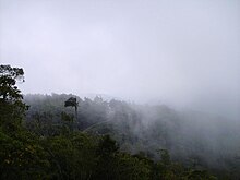 Yunga in Colonia Tovar, Venezuela Selva nublada Colonia Tovar.JPG