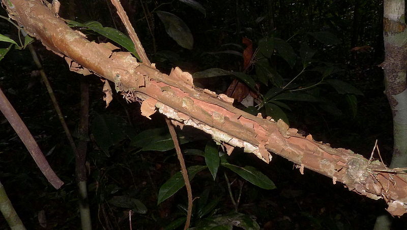 File:Senegalia sp., Mimosoideae, Atlantic forest, northeastern Bahia, Brazil (8406694855).jpg