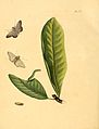 63. Phalaena plumbearia (unidentified)
