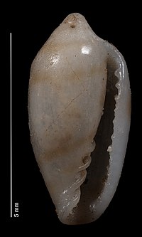 Serrata (gastropod)