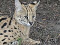 Serval Wildkatze, Südafrika 2007