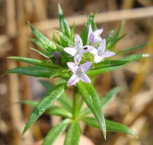 Rougeur des champs (Sherardia arvensis)