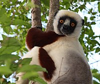 Sifaka in Madagascar (cropped).jpg