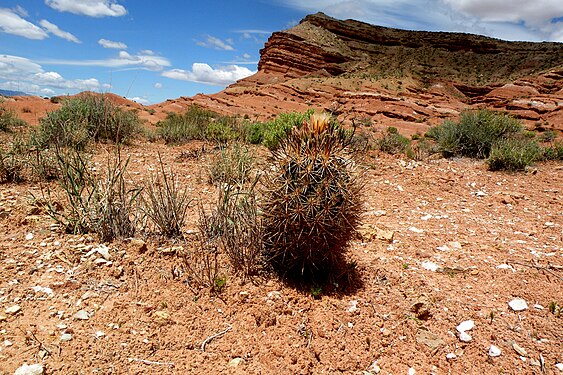 Plant growing in habitat in Washington County, Utah